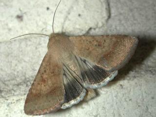 An adult native budworm moth.