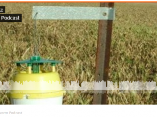 A screenshot of the native budworm podcast