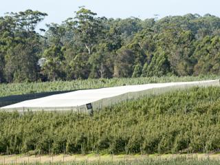 Photo caption: The Department of Agriculture and Food’s netting demonstration site is located on the Lysters’ Matijari Orchard in Manjimup.