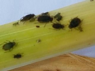 Oat aphids on barley