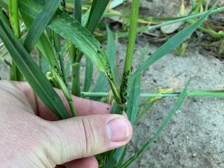 Oat aphids on wheat plants