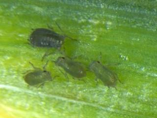 Oat aphid nymphs, second instar.