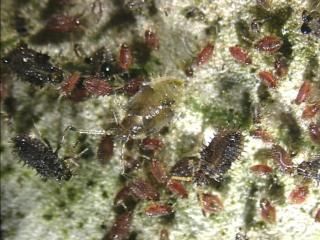 Olive lace bug nymphs vary from pink to grey to black and their body is edged with spines. They appear "wet"
