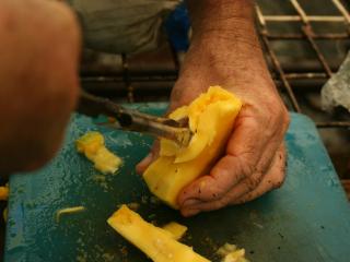 Opening mango seed husk to remove embryo