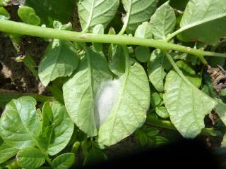 When mature, looper larvae form a cocoon within a silken case in a rolled up leaf