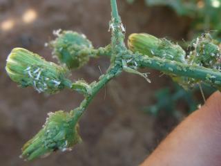 Sowthistle is a host of Cucumber mosaic virus and green peach aphids