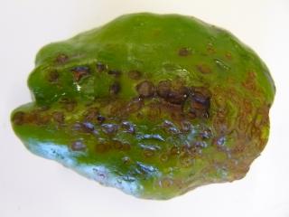 Capsicum fruit with necrotic spots caused by Cucumber mosaic virus infection