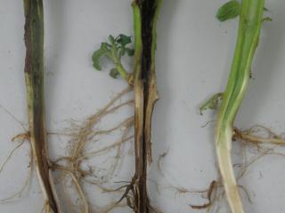 Black leg internal symptoms. The two plants on the left are infected by soft rot bacteria, causing blackened internal symptoms and crop wilt, a healthy plant is shown on the right.