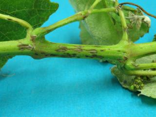 Grape stem showing lesions characteristic of Phomopsis infection