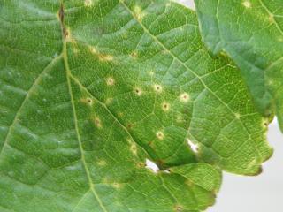 Grape leaf showing the characteristic leaf spots with the yellow halo