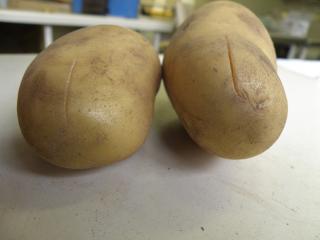 Mechanical damage to the tuber in the form of cracks and splits provide ideal surfaces for bacterial infection to occur