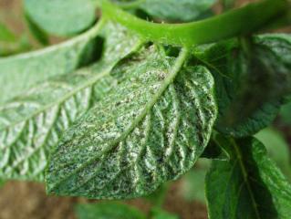Thrips feeding causes silvering on underside of a potato leaf