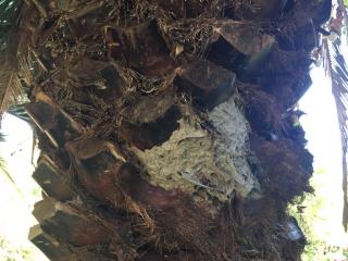 European wasp nest in a palm tree