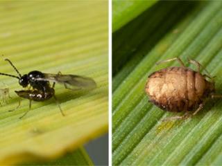 A parasitoid wasp ovipositing in an oat aphid nymph (left). Parasitised aphids become golden, engorged ‘mummies’ (right)