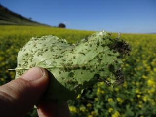 Green peach aphid on underside of canola leaf