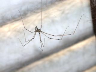Daddy long-legs spider hanging from ceiling.
