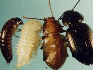 Larva, pupa, new adult, hardened bronzed field beetle adult