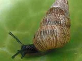 Small pointed snail