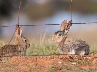 Western Australian landowners and managers impacted by rabbits are invited to take part in a new national initiative examining an improved biocontrol method against the destructive pest. Groups focused on landcare and agricultural management can nominate