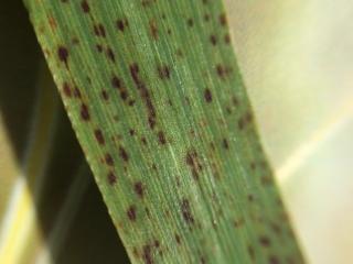 Physiological leaf spotting on Flinders barley leaf.