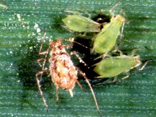 Aphid with fungal infection is white in colour, healthy aphids are green