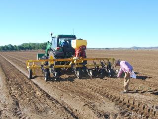 Sowing of plantago trials