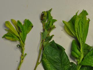 Plum leaf mite damage to growing tips of plums; tip on right healthy