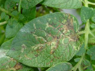 Maggots or larvae of potato leafminer fly feed within potato leaves causing wiggly mines
