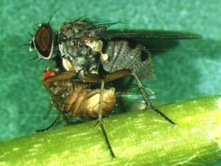 A predatory fly that attacks potato leafminer fly adults