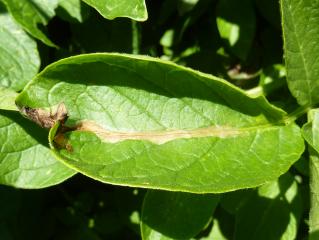 A mine on a potato leaf from feeding by a potato tuber moth larva
