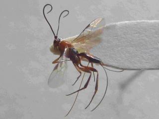 The wasp Orgilus kills potato tuber moth larvae