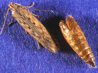 Potato tuber moth adults and the cocoon from which it emerged. Photo courtesy IPM Technologies