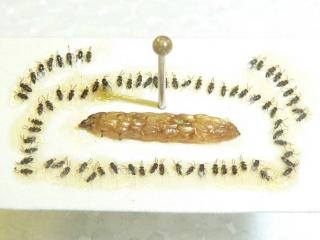 The small wasp parasite Copidosoma kills potato tuber moth larvae. One wasp produces many offspring within one tuber moth larva