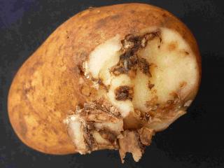 Damage by potato tuber moth larvae which bore into potato tubers