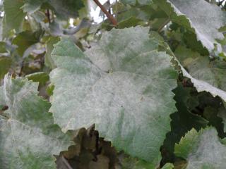 Powdery mildew on grape vine leaves