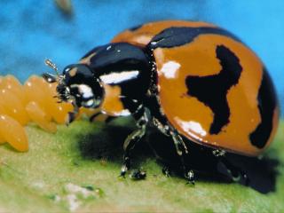 Predatory ladybird adult and egg mass