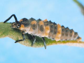 Predatory ladybird larva