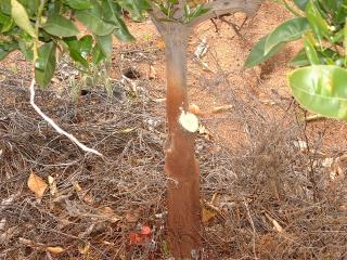Figure 2b Young citrus tree with watershoot - after pruning