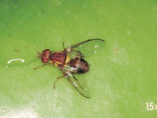 Queensland fruit fly is considered Australia’s worst fruit pest.