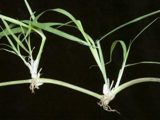Stoloniferous growth habit of Rhodes grass