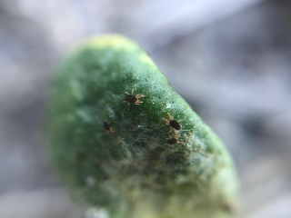 Redlegged earth mites on a lupin plant.