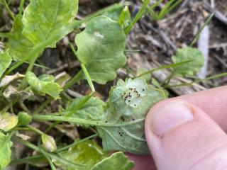 Redlegged earth mites on canola plants
