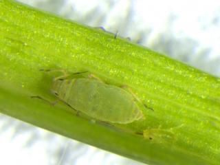 An adult Russian wheat aphid with a minutes old first instar nymph