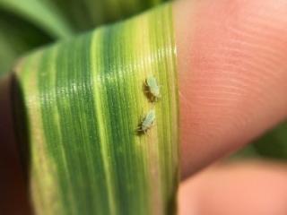 Russian wheat aphids and feeding damage on a cereal leaf