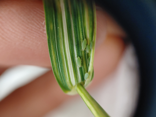Russian wheat aphids and typical feeding damage on a cereal leaf.