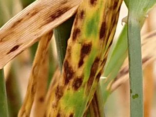 Ramularia leaf spot in barley