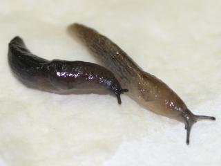 A black keeled slug and reticulated slug