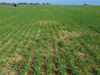Rhizoctonia bare patches in wheat