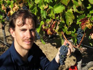 Department of Agriculture and Food viticulture research officer Richard picks Shiraz clone grapes for the 2015 research wine vintage.