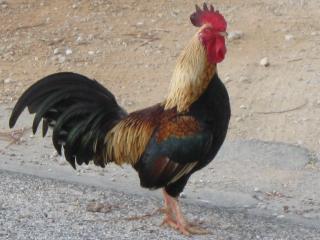 Rooster with red comb on head and brown and black body.